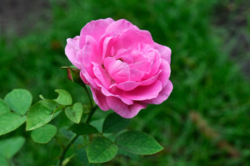  Roses are planted in the garden in front of the house. The pink flowers look beautiful.