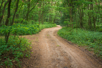 Fototapeta na wymiar Gravel road in the forest in Sulejowski landscape park near Sulejow, Lodzkie, Poland