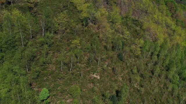 Oak forest, Springtime, Remendon forest, Guriezo Municipality, Cantabria, Spain, Europe