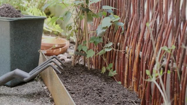 Close up of a shovel tending plant. Gardening on a sunny day