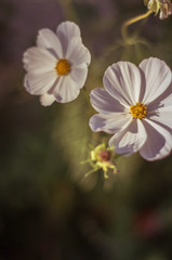 Fleurs champêtres 