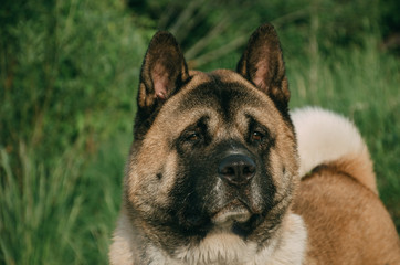 portrait of American Akita