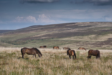 Herd of wild Exmoor ponies on the moor