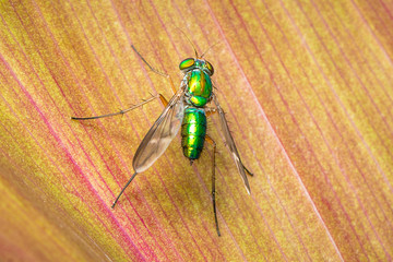 fly on leaf