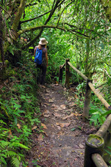 Naklejka na ściany i meble Jungle path in Cordiliera Central, Colombia, South America