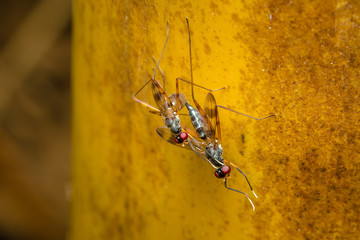  Insects are breeding on a leaf