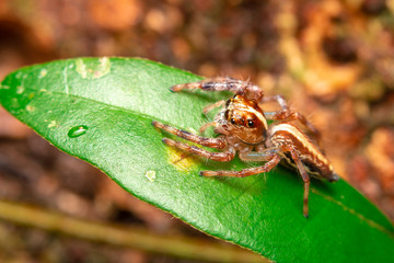 closeup of  Jumping spider on leaf