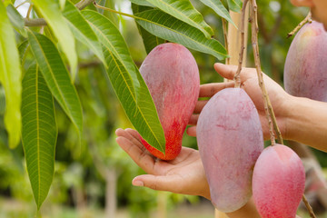 Farmer hand hold red mango on tree at organic farm