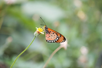 butterfly on flower  