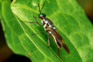 fly on a leaf