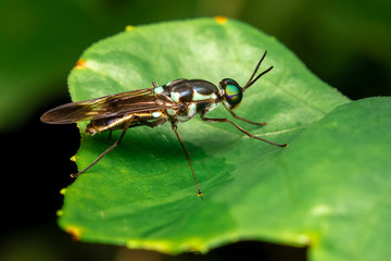 fly on leaf
