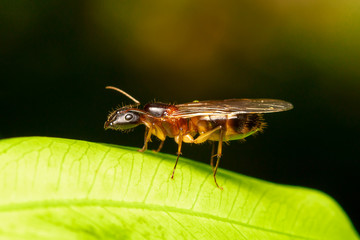 fly on leaf