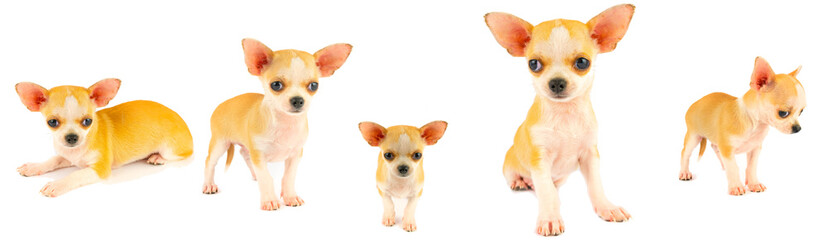Chihuahua puppy dog small collection set isolated on white background