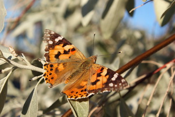 butterfly on a flower