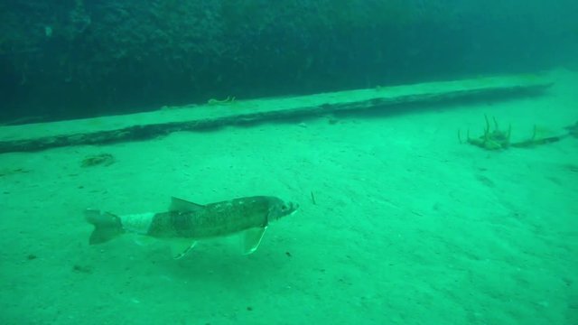 Whitefish with a tumor swims by goldrush paddlwheel AJ Goddard