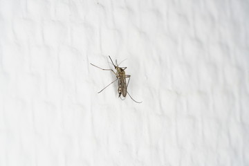 Various insects from Germany in high resolution and scanned with macro