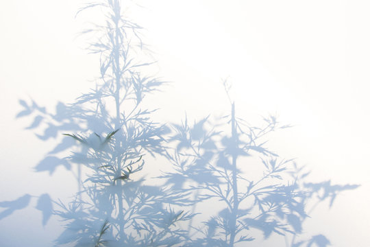 Abstract gray shadow background of natural leaves on white texture for background © mashimara