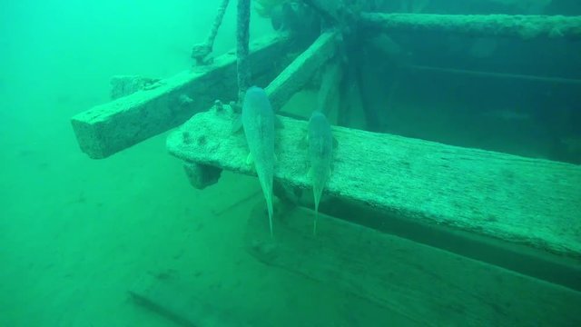 Whitefish on the paddlewheel of goldrush ship AJ Goddard