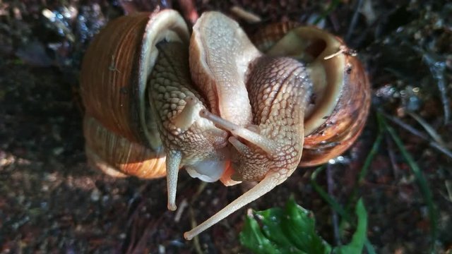 Two gastropoda snails love mating in the woods, close up shot