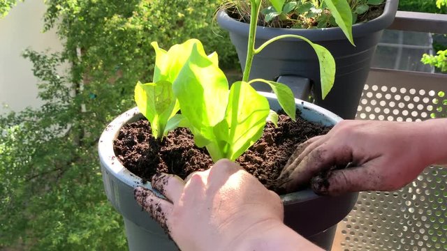 Planting a small lettuce plant into the pot on the balcony