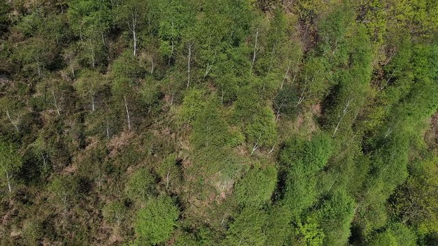 Oak forest, Springtime, Remendon forest, Guriezo Municipality, Cantabria, Spain, Europe