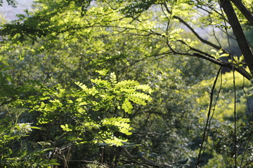 Plant in a forest