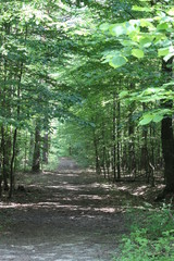 Ścieżka leśna lato las 