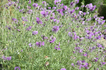 Obraz premium Jagody wiosną