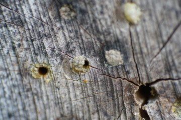 Various insects from Germany in high resolution and scanned with macro