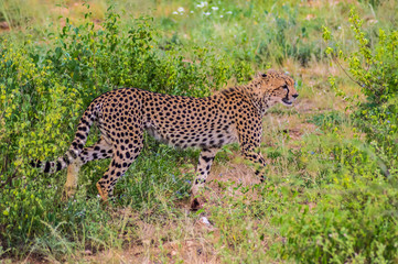 A leopard walking in the forest