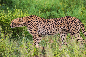 A leopard walking in the forest