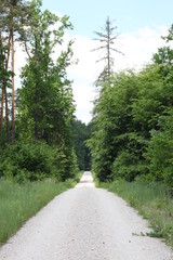 Ścieżka leśna lato las 