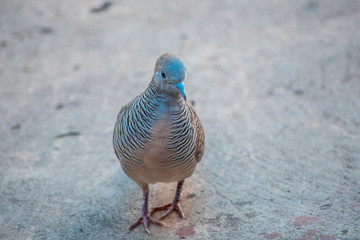 Pigeons are walking on the cement floor.