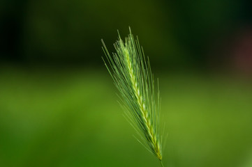 stalks of wall barley (hordeum murium) on a meadow