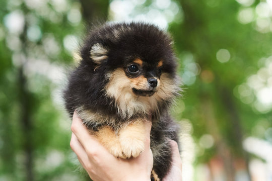 Dark cute puppy Spitz on hand. 