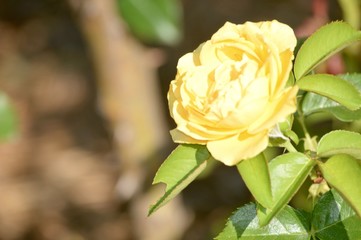 Thomasville rose garden 2a60