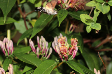 Various insects from Germany in high resolution and scanned with macro