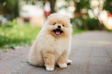 Cute puppy cream Pomeranian on the street with his tongue hanging out.