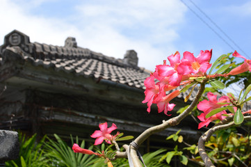 沖縄の赤い花と瓦屋根