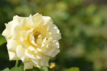Thomasville rose garden 0245
