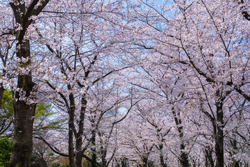 川口西公園 (リリアパーク) 春