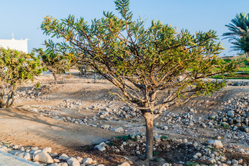 Frankincense tree (Boswellia sacra) near Salalah, Oman - obrazy, fototapety, plakaty