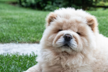 Chow Chow