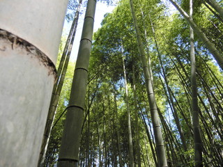 Fototapeta premium 竹林