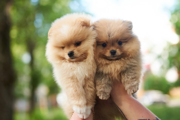 Two puppies of the Spitz cream on hand.