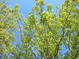 樹木、葉、見上げる、青空