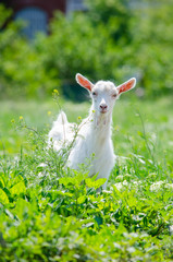 Portrait of a white young merry goat plucking grass on a green lawn on a bright summer sunny day