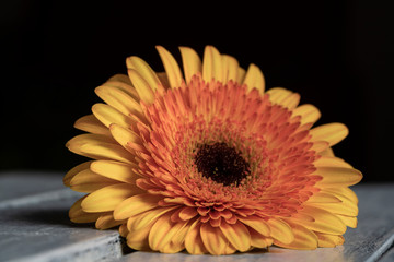 gerbera daisy flower over black