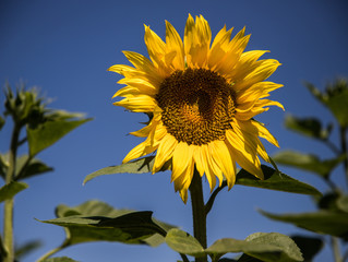 first sunflower of june with a blue sky