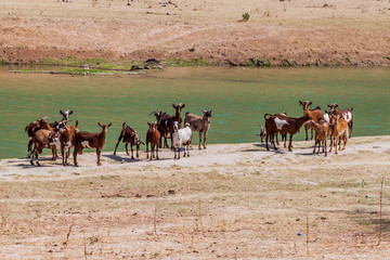 Goats at Wadi Dharbat near Salalah, Oman
